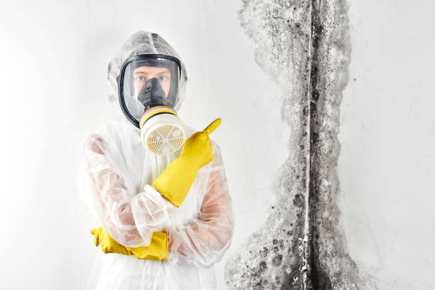 Best Mold Remediation for Healthcare Facilities in Tecumseh, OK